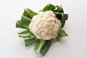 保護猫カフェとはどのようなところか