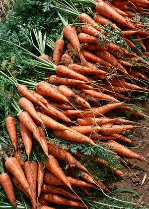 お取り寄せしても食べたいものとは