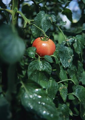 喜多方ラーメン 坂内 なんば日本橋店 – 本場の味を楽しむ