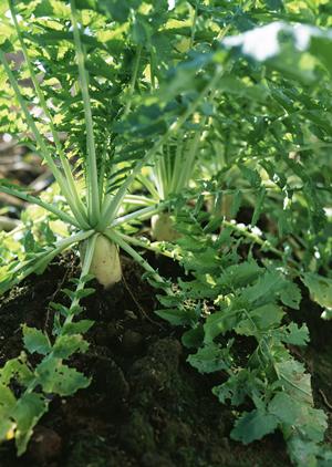 焼肉 飛車角 横浜店の魅力と美味しい料理